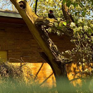 Purple-throated fruitcrow