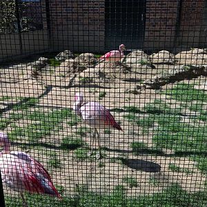 Flamingo Aviary