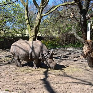 Greater One-horned rhinoceros
