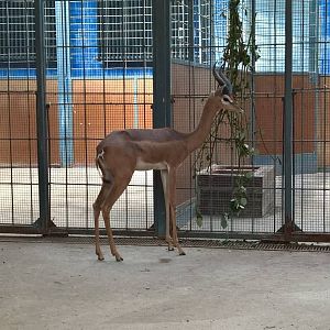 Southern gerenuk