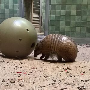 Southern three-banded armadillo