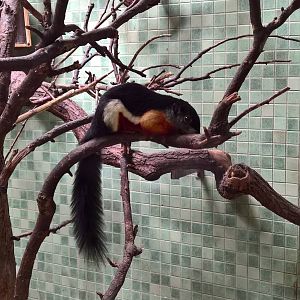 Sumatra Prevost's squirrel