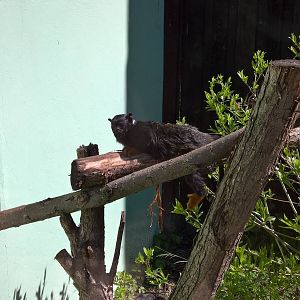 Golden-handed tamarin