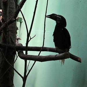 Visayan tarictic hornbill