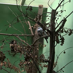 Sunda Green Imperial-Pigeon