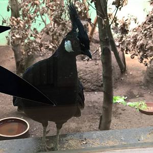 Palawan peacock-pheasant