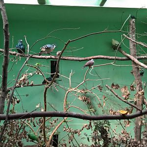 Mixed aviary with Philippine birds