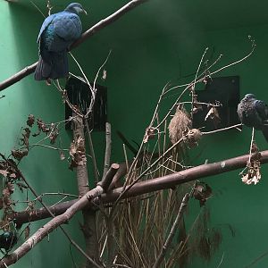Philippine metallic pigeon