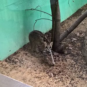 Palawan leopard cat