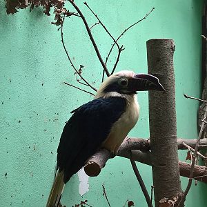 Visayan tarictic hornbill
