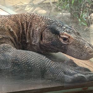 Komodo dragon