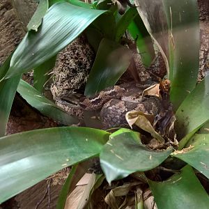 Honduras montane pitviper