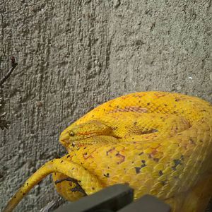 Eyelash viper
