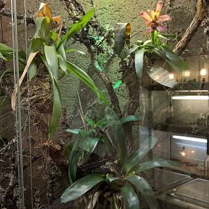 Terrarium for Honduras montane pitviper and Eyelash viper