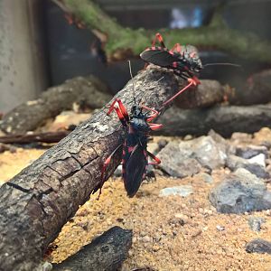 Assasin Bug