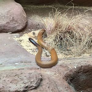 Inland taipan