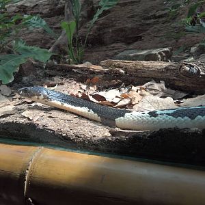 Indochinese spitting cobra