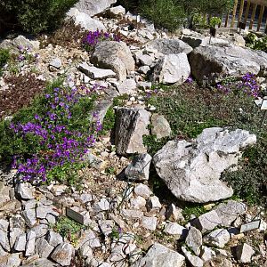 Rockery outside Succulents Greenhouse