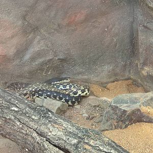 Madagascar Hog-nosed Snake