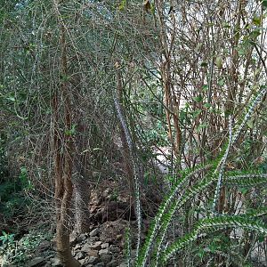 Flora in the Succulents Greenhouse