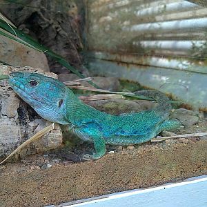 Ocellated lizard