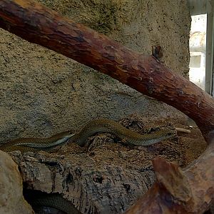 Malagasy blonde hognose snake
