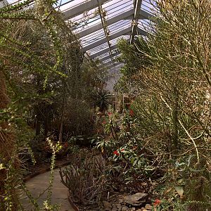 Flora in the Succulents Greenhouse