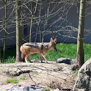 Southern black-backed jackal