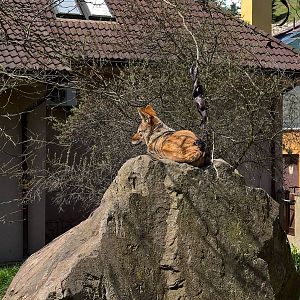 Southern black-backed jackal