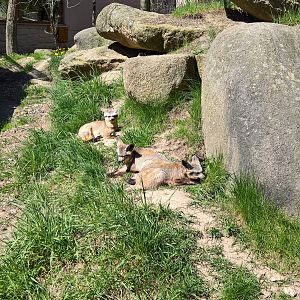 East African bat-eared fox