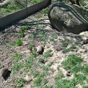 East African banded mongoose