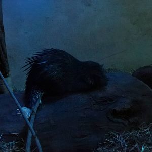 African brush-tailed porcupine