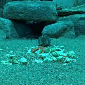 Xeric Four-striped grass mouse