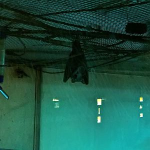 Gambian epauletted bat