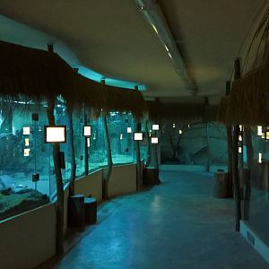 The african nocturnal house