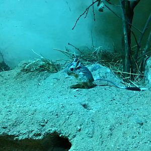Greater Egyptian jerboa