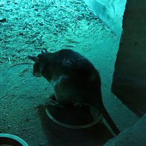 Emins giant pouched rat