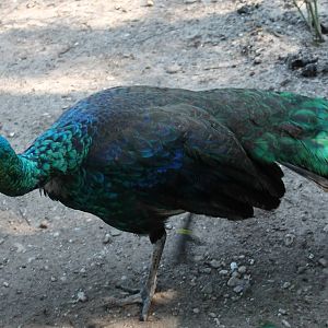 Green peacock