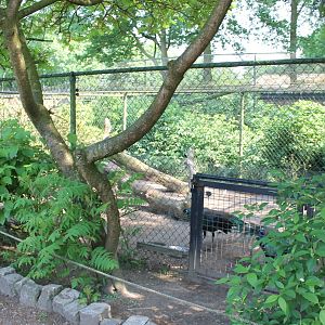 Enclosure Green peacock and Blue peacock