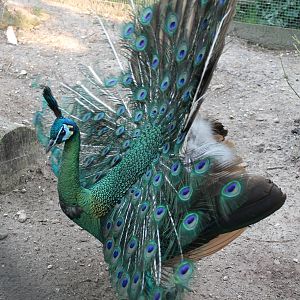 Green peacock
