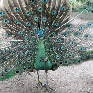 Green peacock - not the most impresive display I've seen
