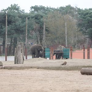Part of the Elephant enclosure and White stork