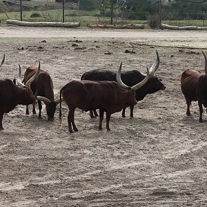 Ankole herd