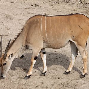Eland