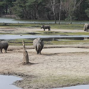 Part of the Rhino enclosure