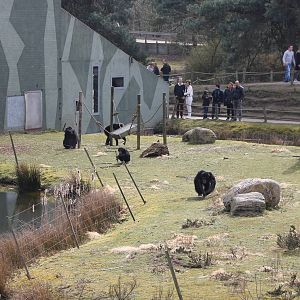 Chimp enclosure
