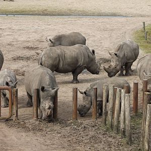 Southern white rhinos