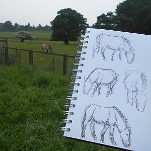 Sketching at Whipsnade Zoo, 28th May 2016