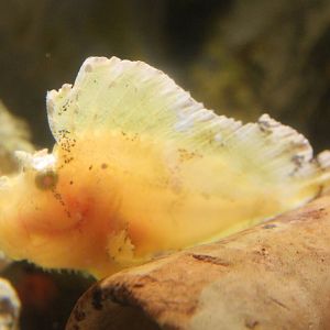 Leaf scorpionfish
