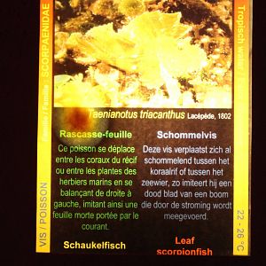 Sign Leaf scorpionfish